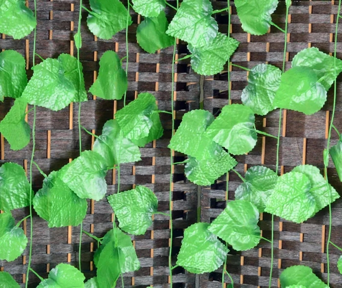 ivy1.webp