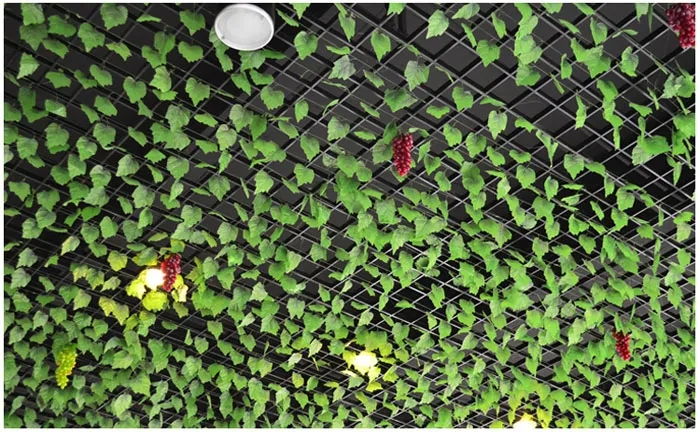 ivy5.webp